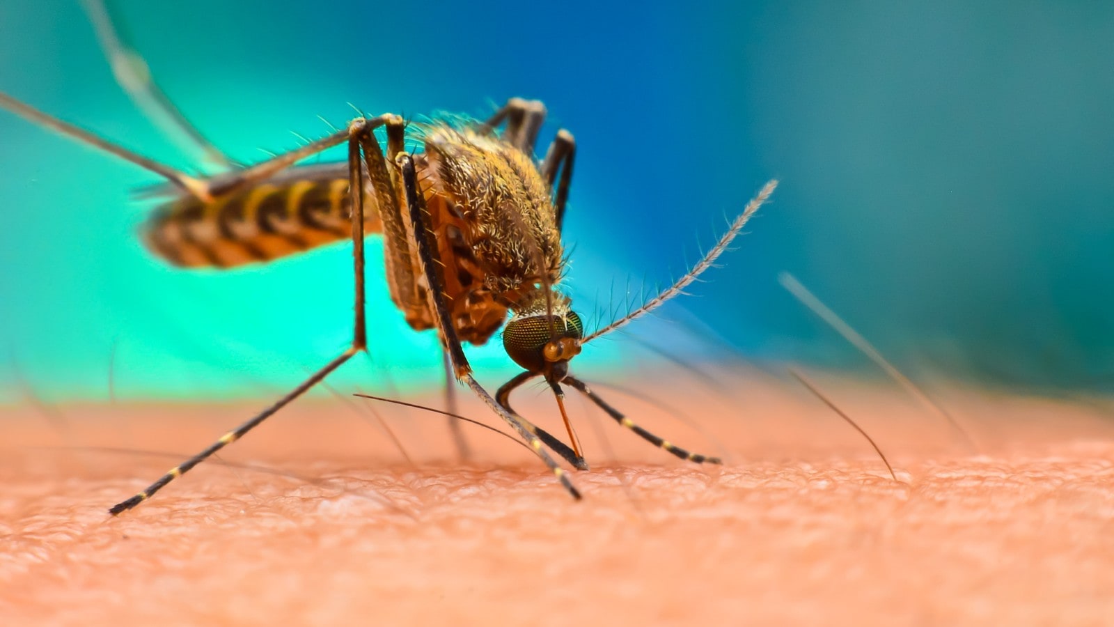 Common dengue myths you should be aware of
